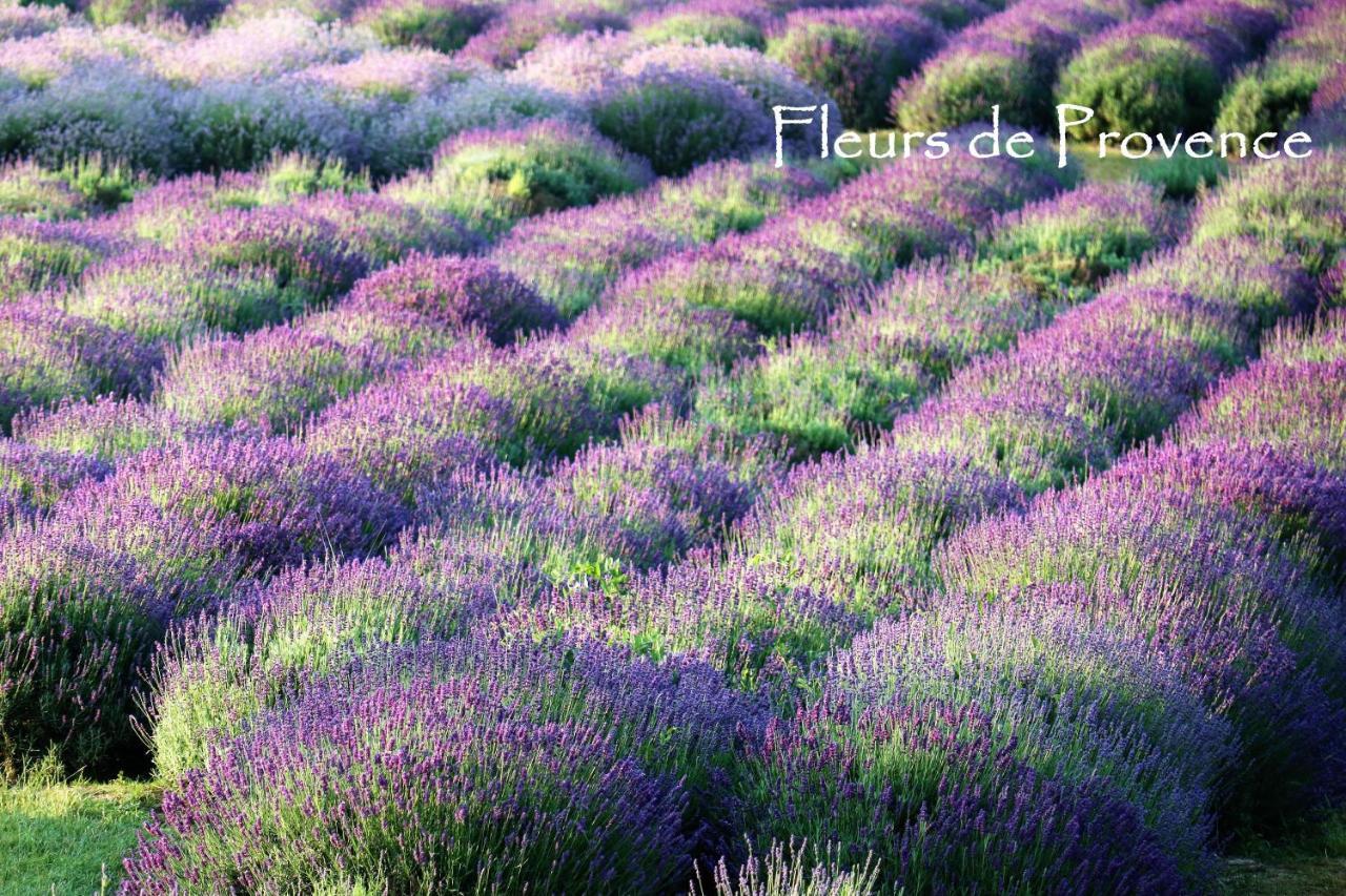 Ferienwohnung Fleurs De Provence LʼIsle-sur-la-Sorgue Exterior foto